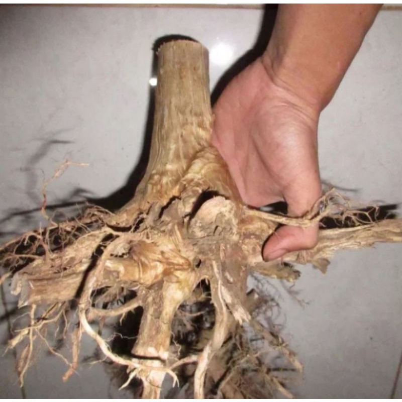 Bonggol kayu senggani jumbo aquascape