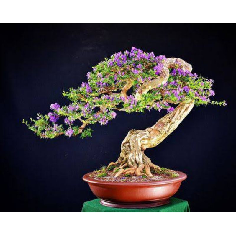 

Bibit bahan bonsai saeng simbur bunga ungu