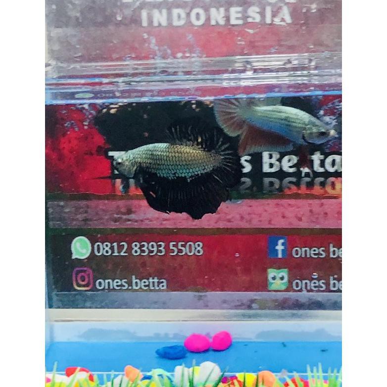 Ready Ikan Cupang Hias Black Samurai Male H 17