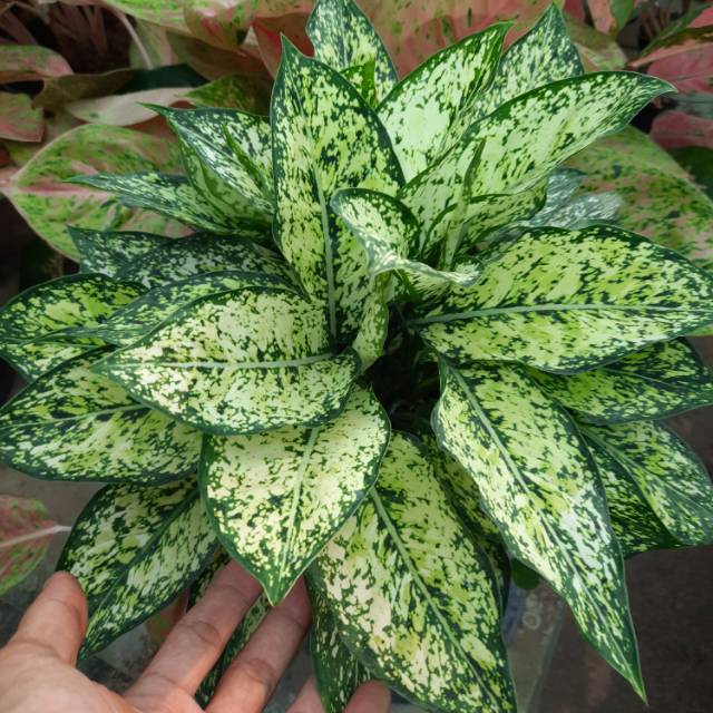 Bisa Cod Indukan Snow White Aglonema Aglaonema Tanaman Hias Indor Dan Outdor Shopee Indonesia