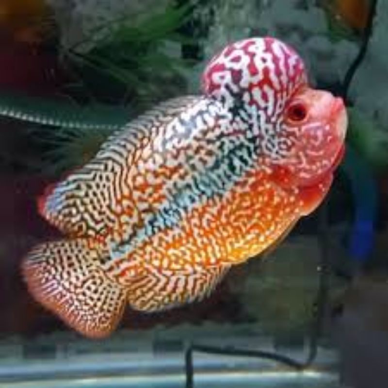 Lohan/Louhan ikan air tawar kamfa F3 / srd 2-4cm (promo harga termurah)