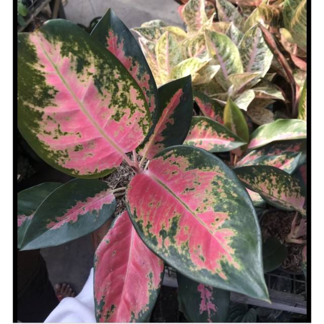 Tanaman Hias Aglonema Kocin-Aglonema Kocin