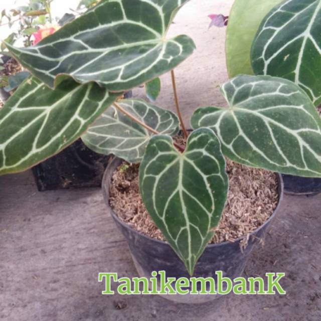 anthurium Kuping gajah cristalinum