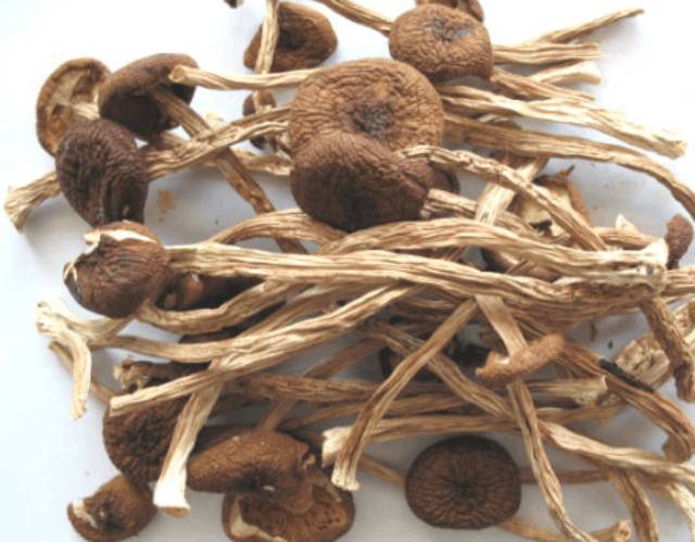 

Dried Tea Tree Mushroom 50g