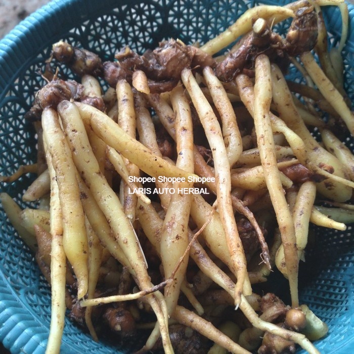 

TEMU KUNCI SEGAR HERBAL BANYAK MANFAAT