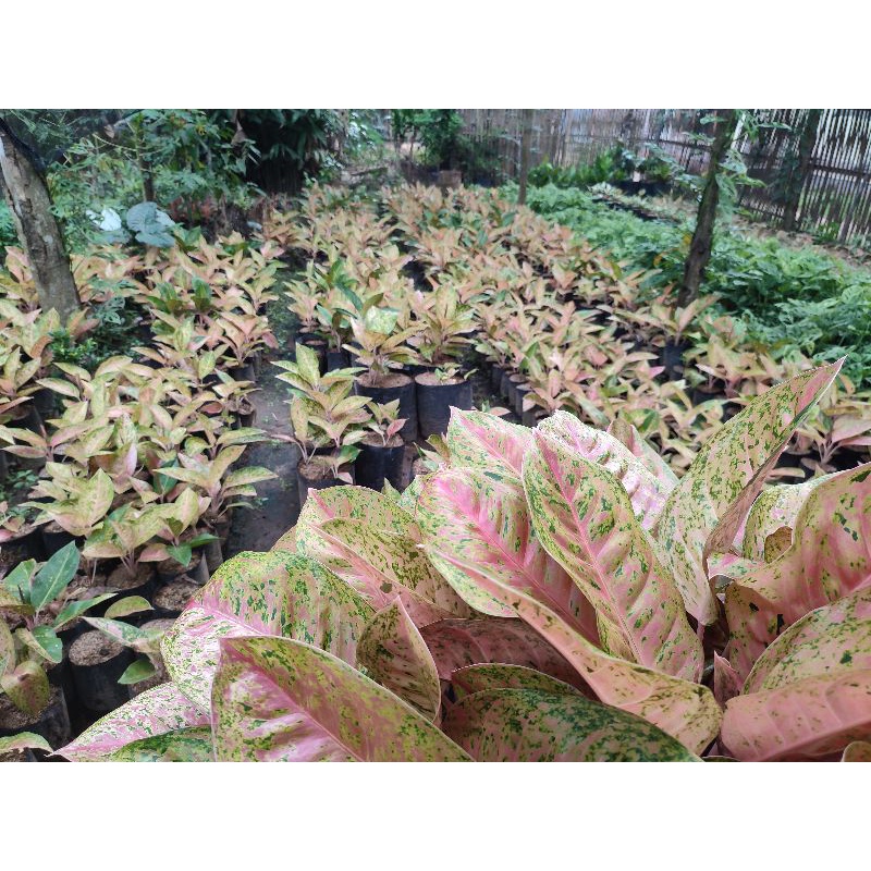 Aglonema Bigroy indukan Grosir