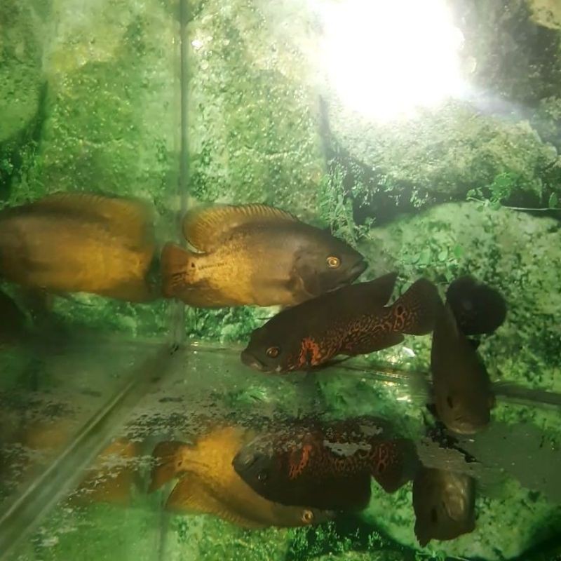 Ikan Oscar Paris Tembaga