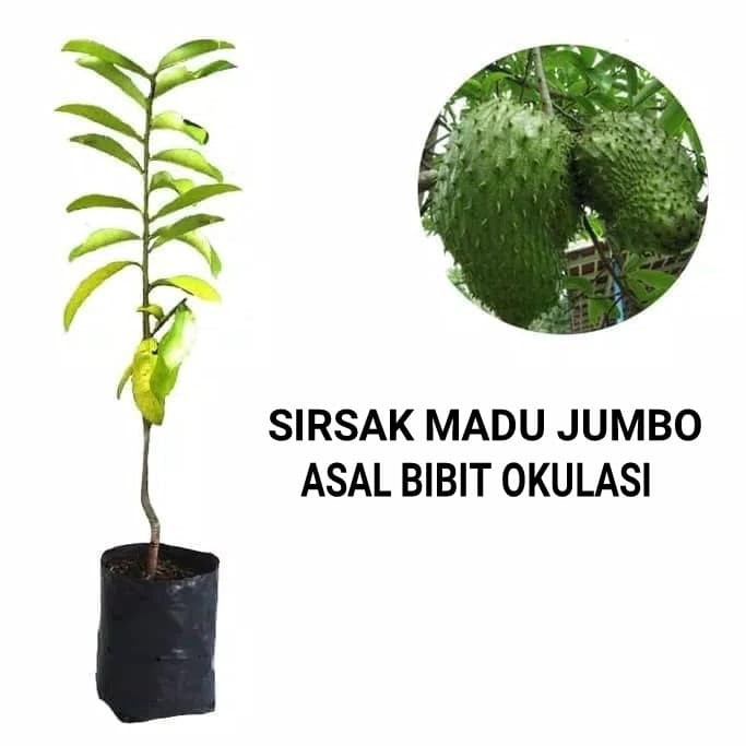 

Jual Bibit Sirsak Madu Pohon Sirsak - ACTIV WISATA AGROTANI