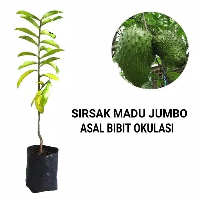 pohon sirsak dalam pot