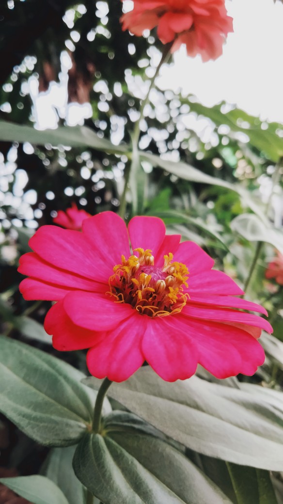 Scrunchie - Ikat Rambut Original Premium