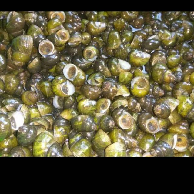 

Tutut fresh yang sudah di siangi