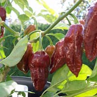 Benih Bibit Biji - Cabai Chocolate Bhut Jolokia Choco Cokelat Ghost Pepper Seeds - IMPORT