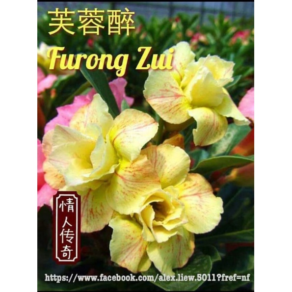 Adenium kamboja bunga tumpuk id furong zui