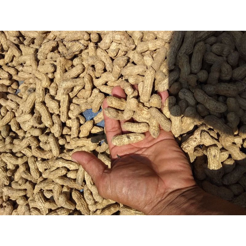 

Kacang tanah kulit mentah