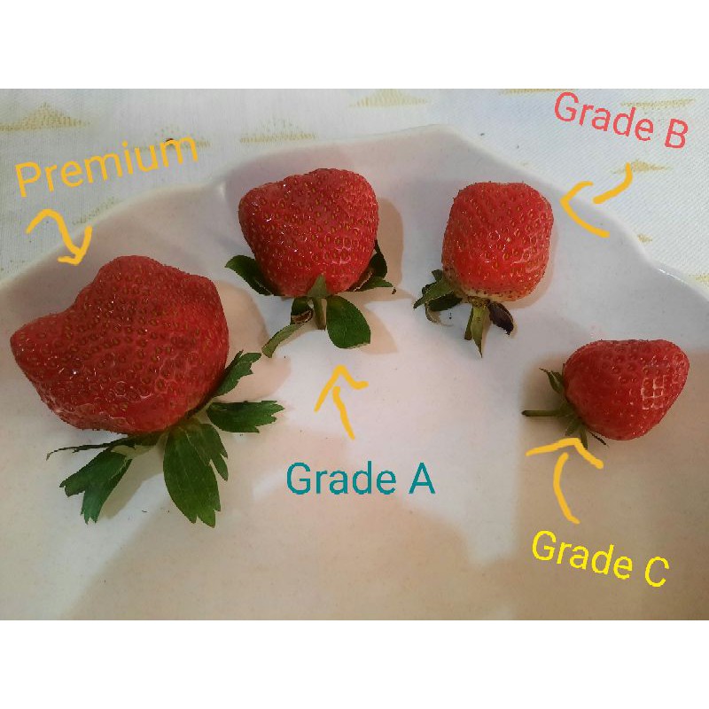 

my berry farm strawberry