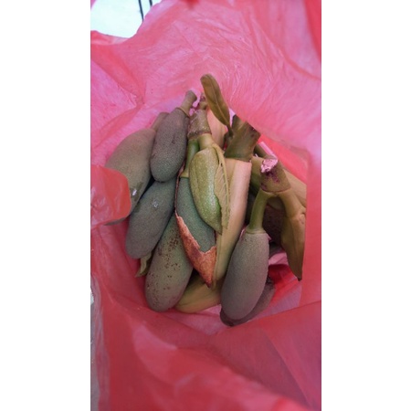 Nangka Muda /Tongtolang/babal 200gr