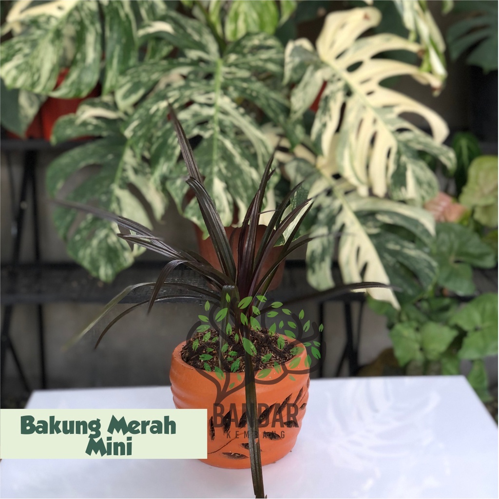 Tanaman Hias Bunga Bakung Merah Mini, hiasan dekorasi taman aesthetic bagus tahan panas bunga tanama