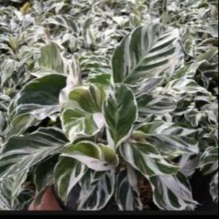 Tanaman hias calathea tissue  calathea  tisu Kalathea 