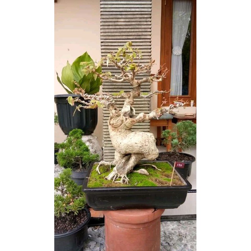 BAHAN BONSAI WALIKUKUN DUNGKELAN MEDIUM