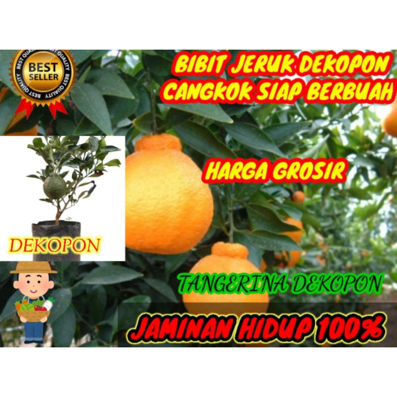 jeruk dekopon jumbo siap berbuah