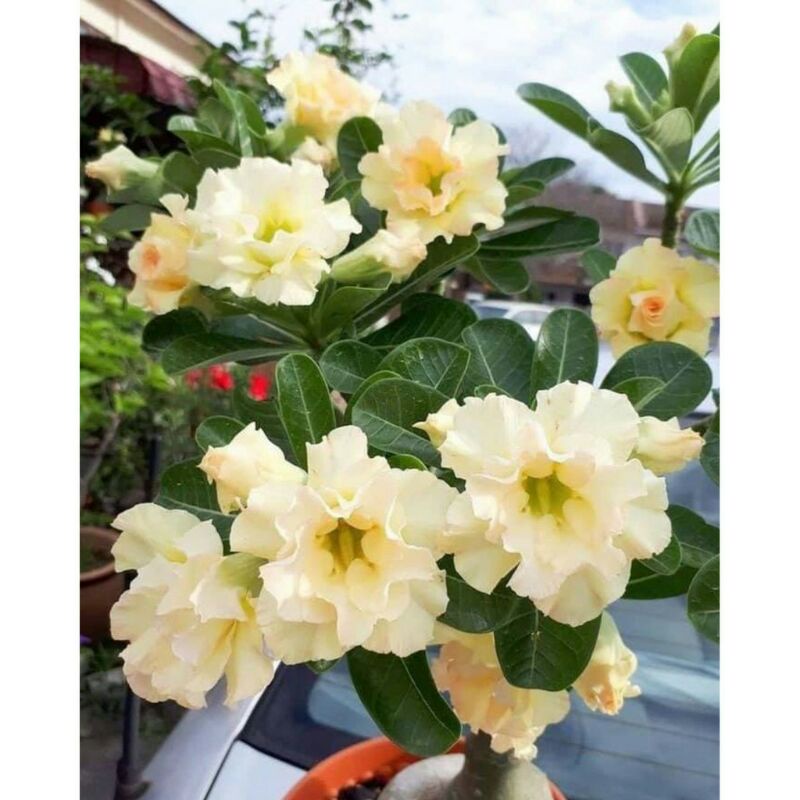 adenium bunga tumpuk (kuning)| Tanaman Hias hidup kambojaBonggol Jumbo-kemboja/benih kamboja Jepang 