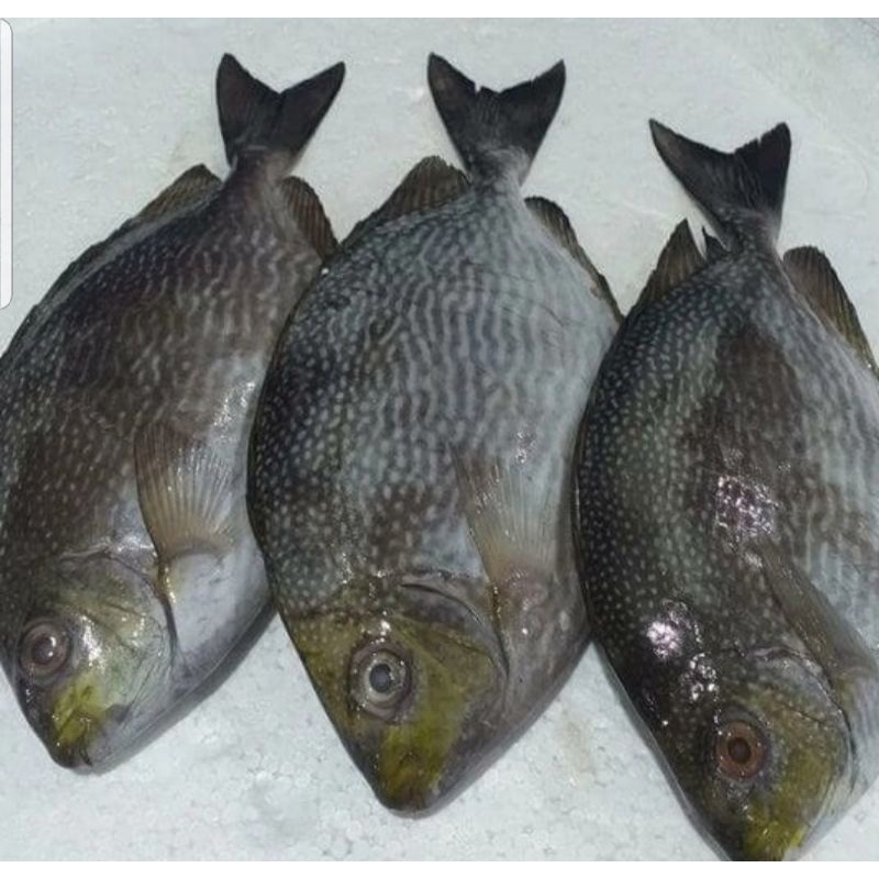 

Ikan Baronang