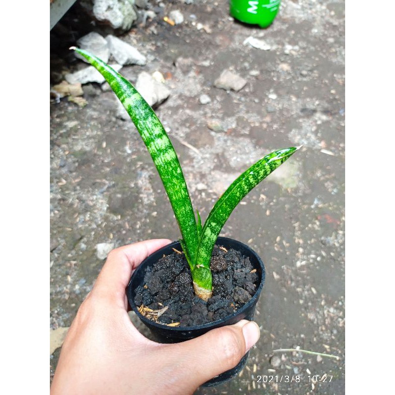 Tanaman hias mini sansevieria / sansivera hybrid bimo
