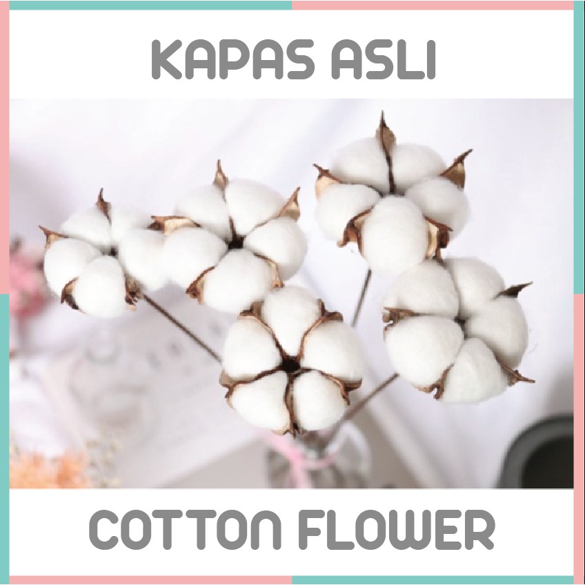 Cotton Flower Bunga Kapas Asli Single Stem Dekorasi Hiasan Bunga Artificial per tangkai