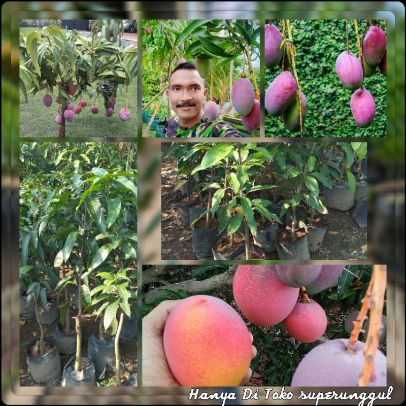 Bibit Tanaman Mangga Ukuran Satu Meter Gratis Pupuk Dan Panduan Perawatan