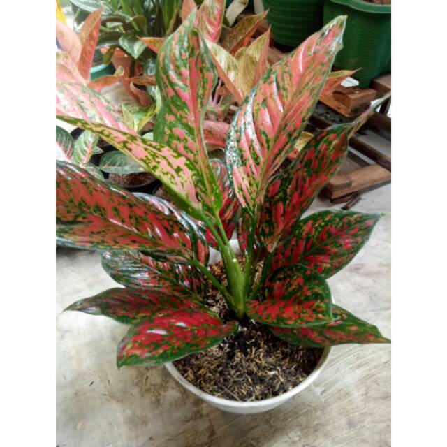 REAL PIC Aglonema Indukan Venus Besar Murah