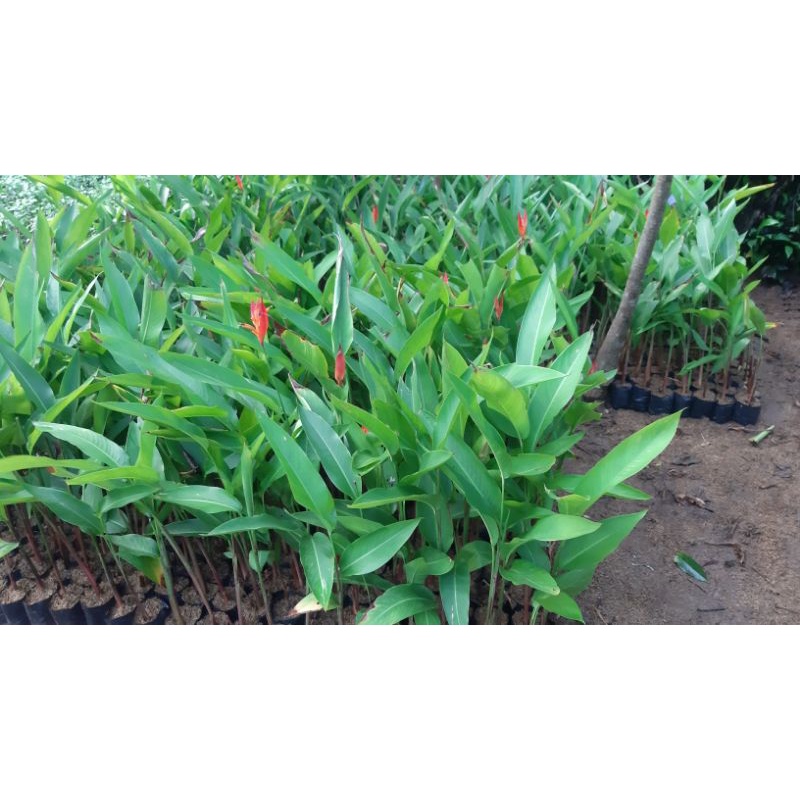 heliconia american dwarf bunga merah