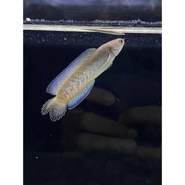 CHANNA RARE ITEM FULL PELET