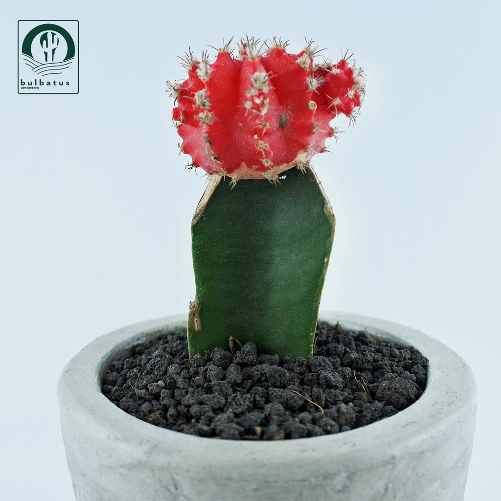 Sukulen Gymnocalycium Red Korean