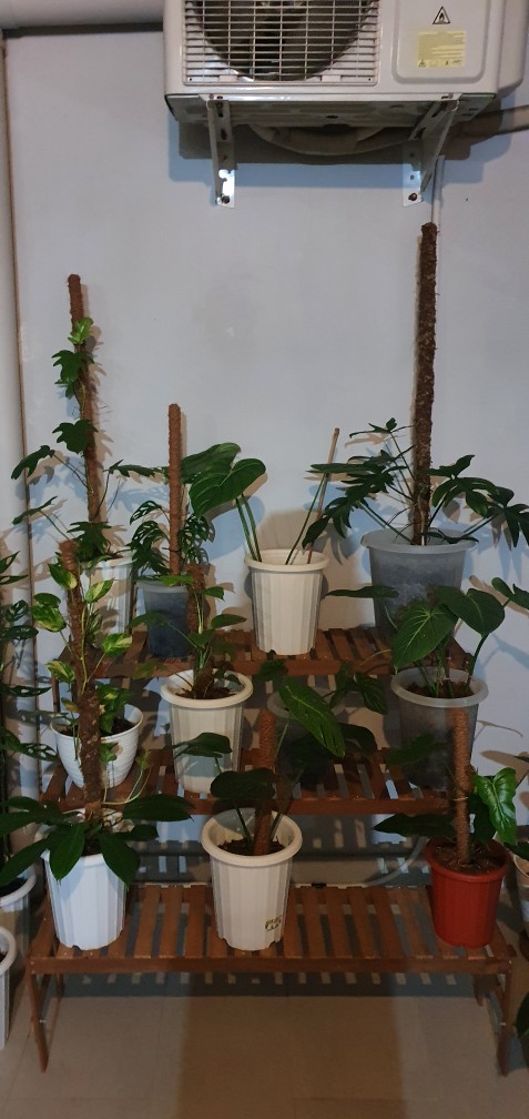 Rak Kayu Ulin 3 Tingkat Minimalis, Modern Style, Kokoh 100% Kayu Ulin