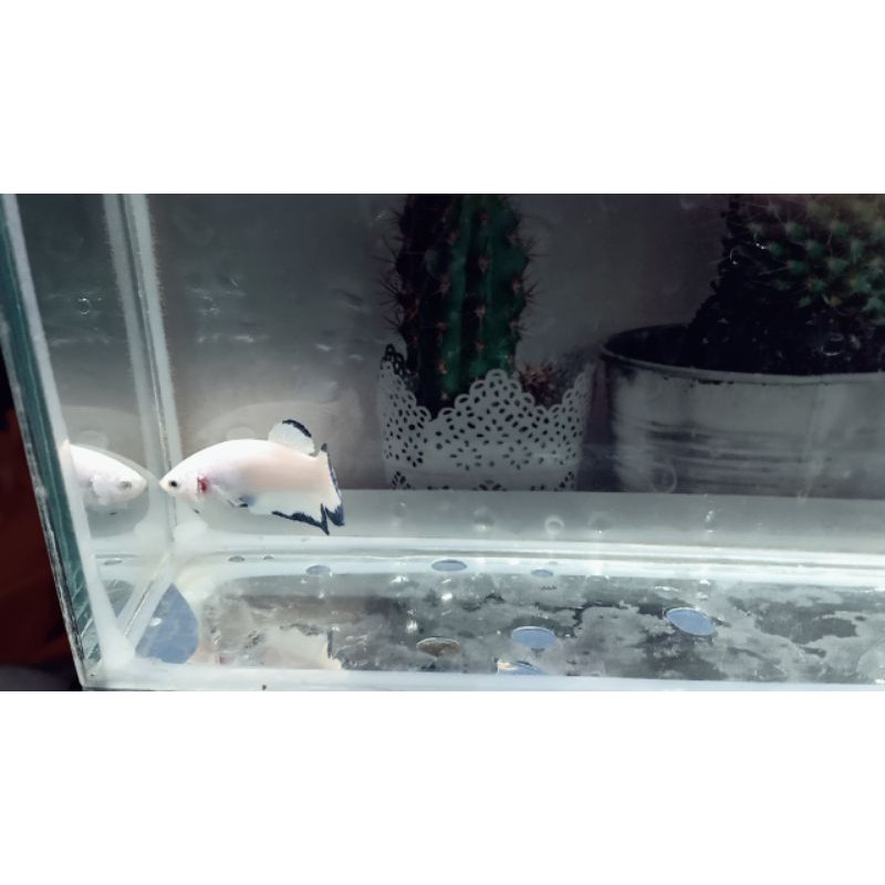 

CUPANG!!!HIASBLUERIM01