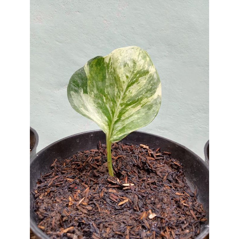 Sirih Manjula / Manjula Photos / Epipremnum Manjula Ekonomis 1 Daun Murah