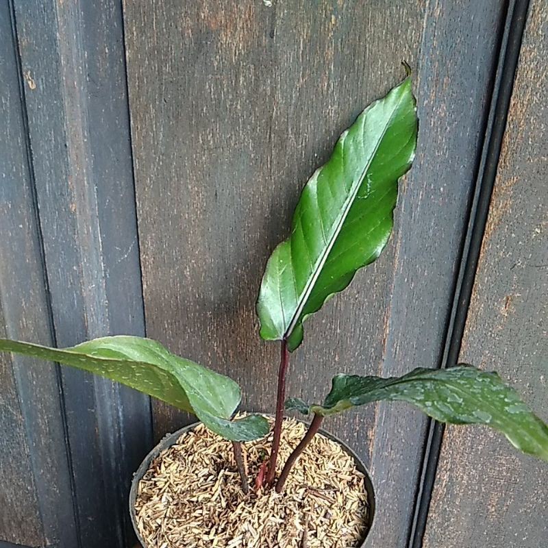 Anthurium Black Beauty