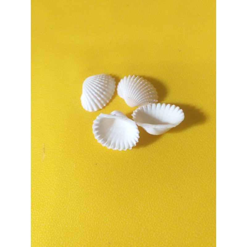 

Kulit Kerang Dara Hiasan Prakarya