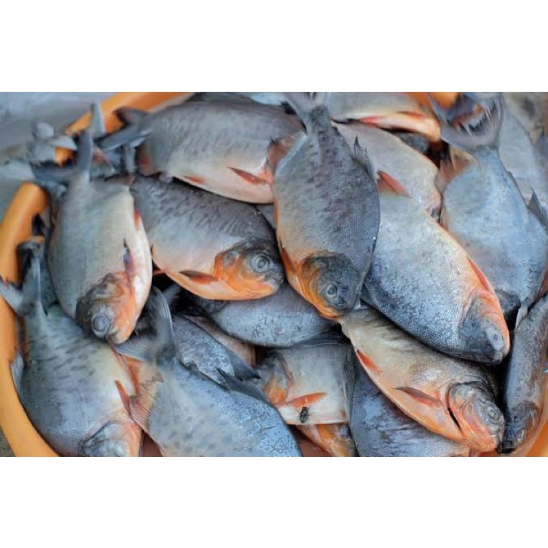 

IKAN BAWAL TAWAR