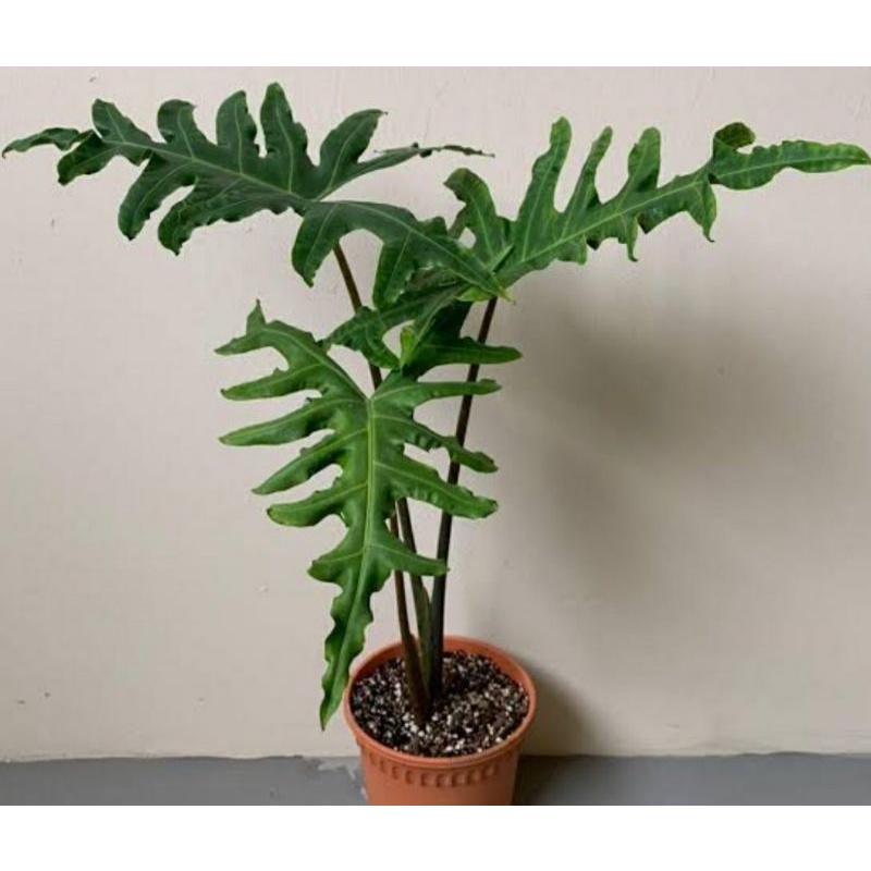 Tanaman Hias Alocasia Portei Langka