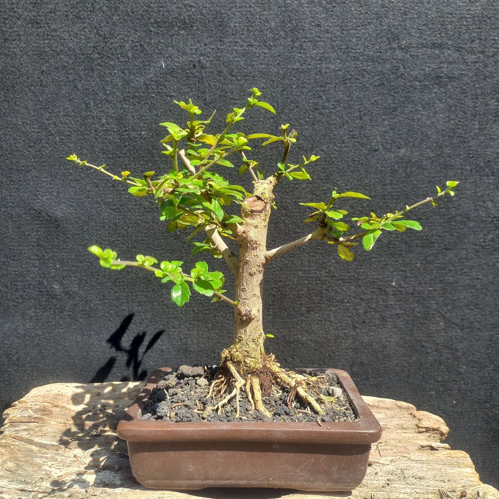 Bonsai Hokianti Hokiantea Small 113