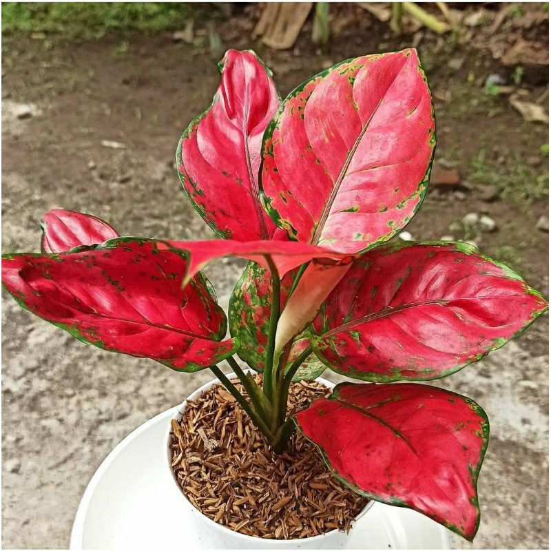 AGLAONEMA RED ANJAMANI/RED ANJAMANI/AGLONEMA RED/AGLONEMA MERAH (Aglaonema/Srirejeki)