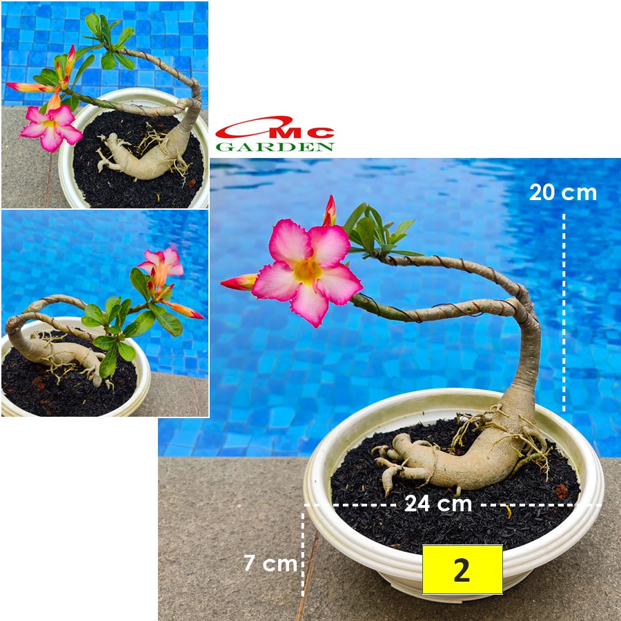 Tanaman Hias Bonsai Adenium Arabicum Obesum Kamboja Jepang B-KJ-016