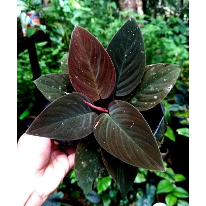 homalomena red mirabilis sp Borneo Rawatan bergaransi resmi