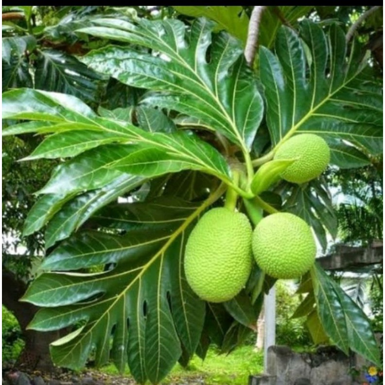 

Daun sukun segar
