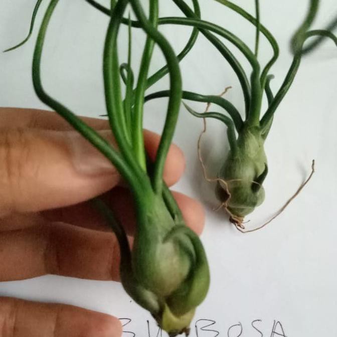 Tillandsia Bulbosa