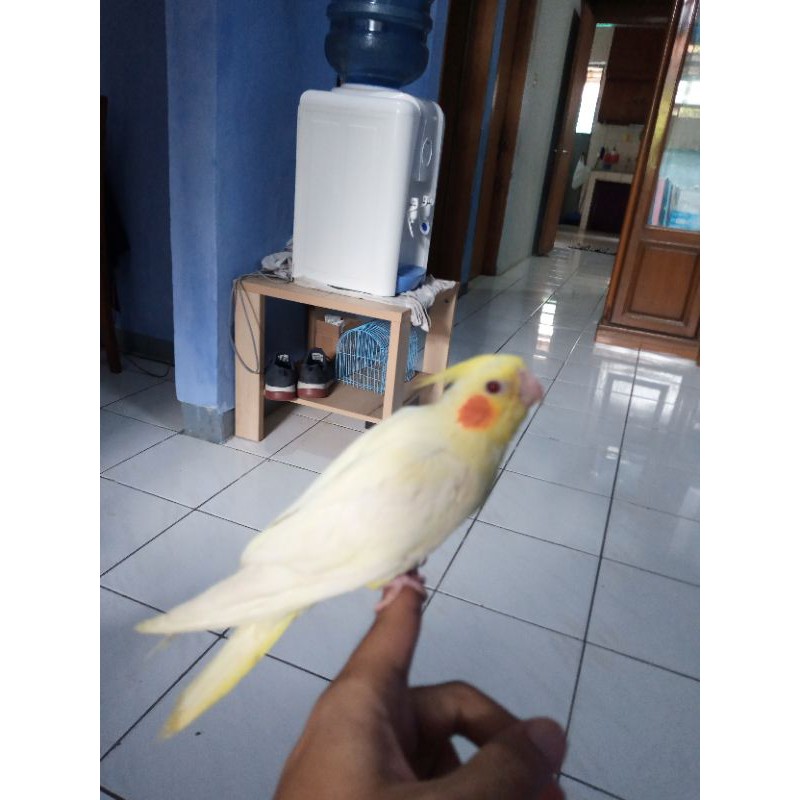 Parkit Australia Falk Lutino Mata Merah Jinak