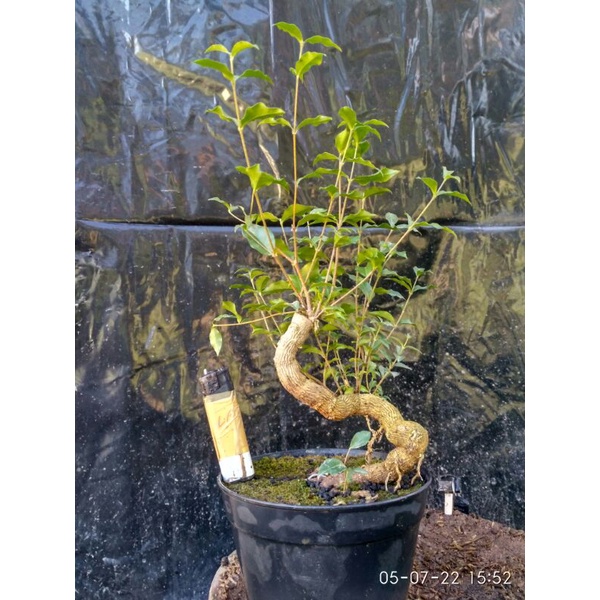 Jual Bonsai Sakura Mikro Shopee Indonesia