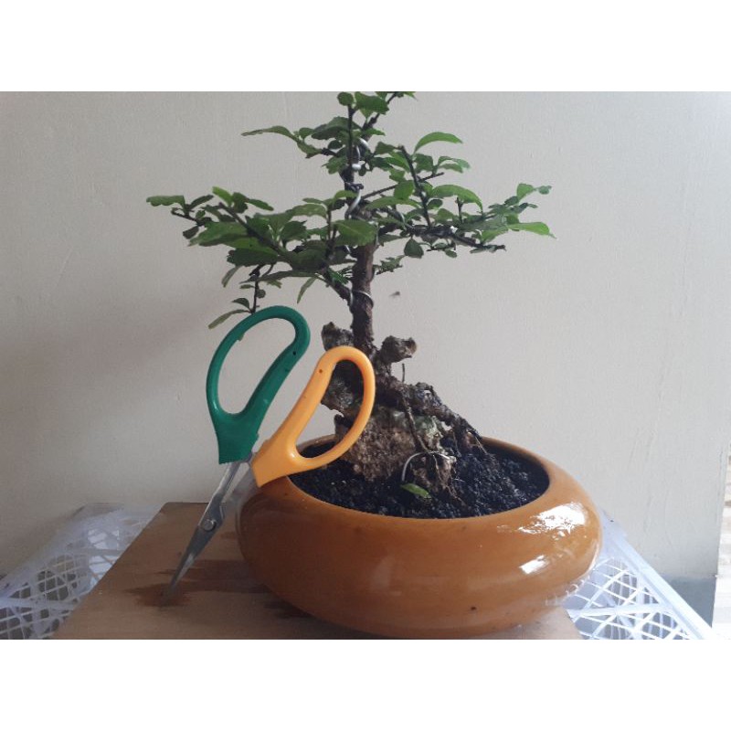 gunting pruning potong daun gagang pendek GTG001