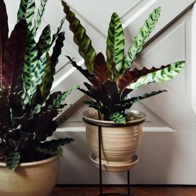 Tanaman hias calathea bulu ayam harvestf00 Buru Order